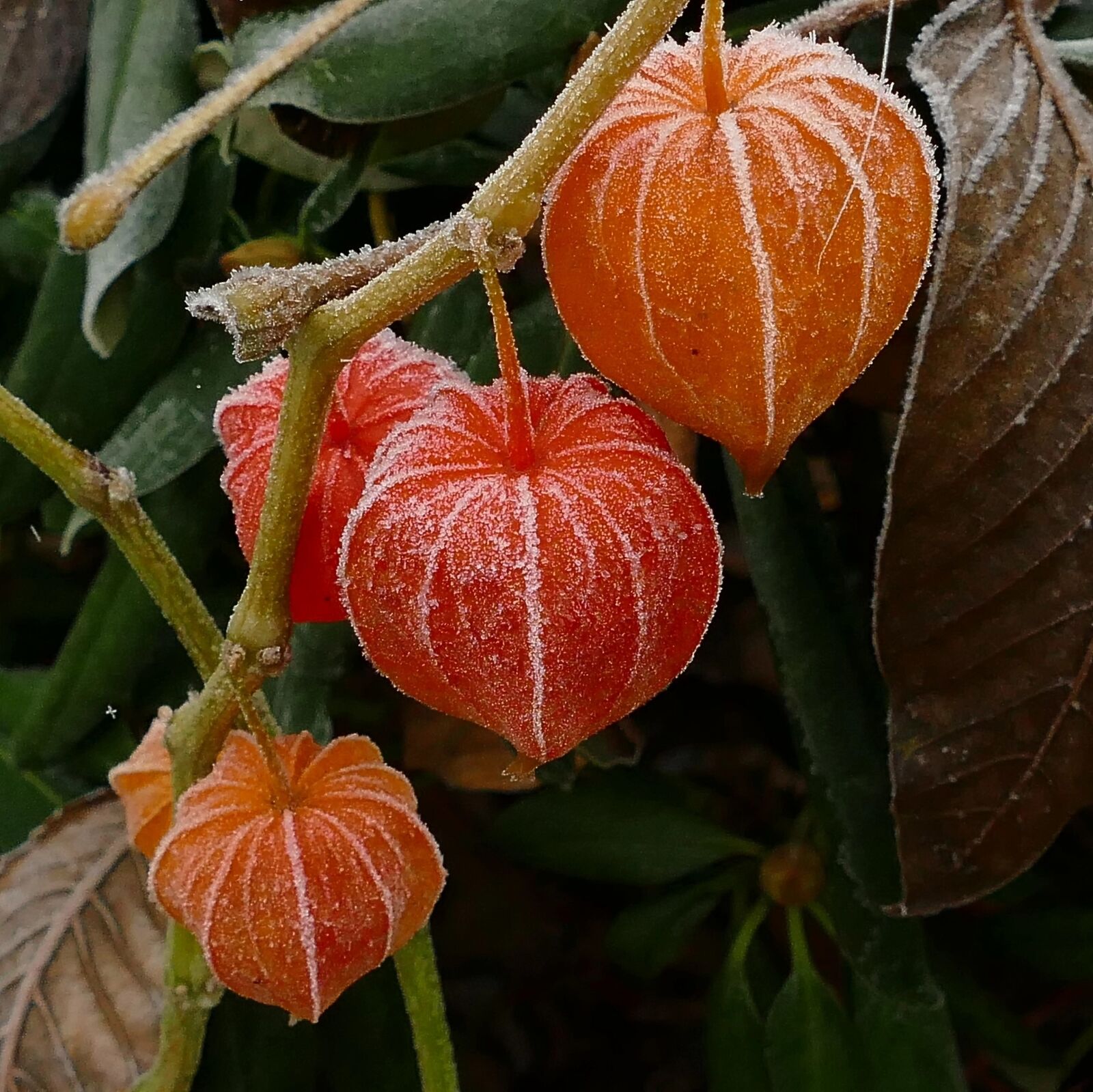 Panasonic Lumix DMC-FZ1000 sample photo. Lampionblume, hoarfrost, eiskristalle photography