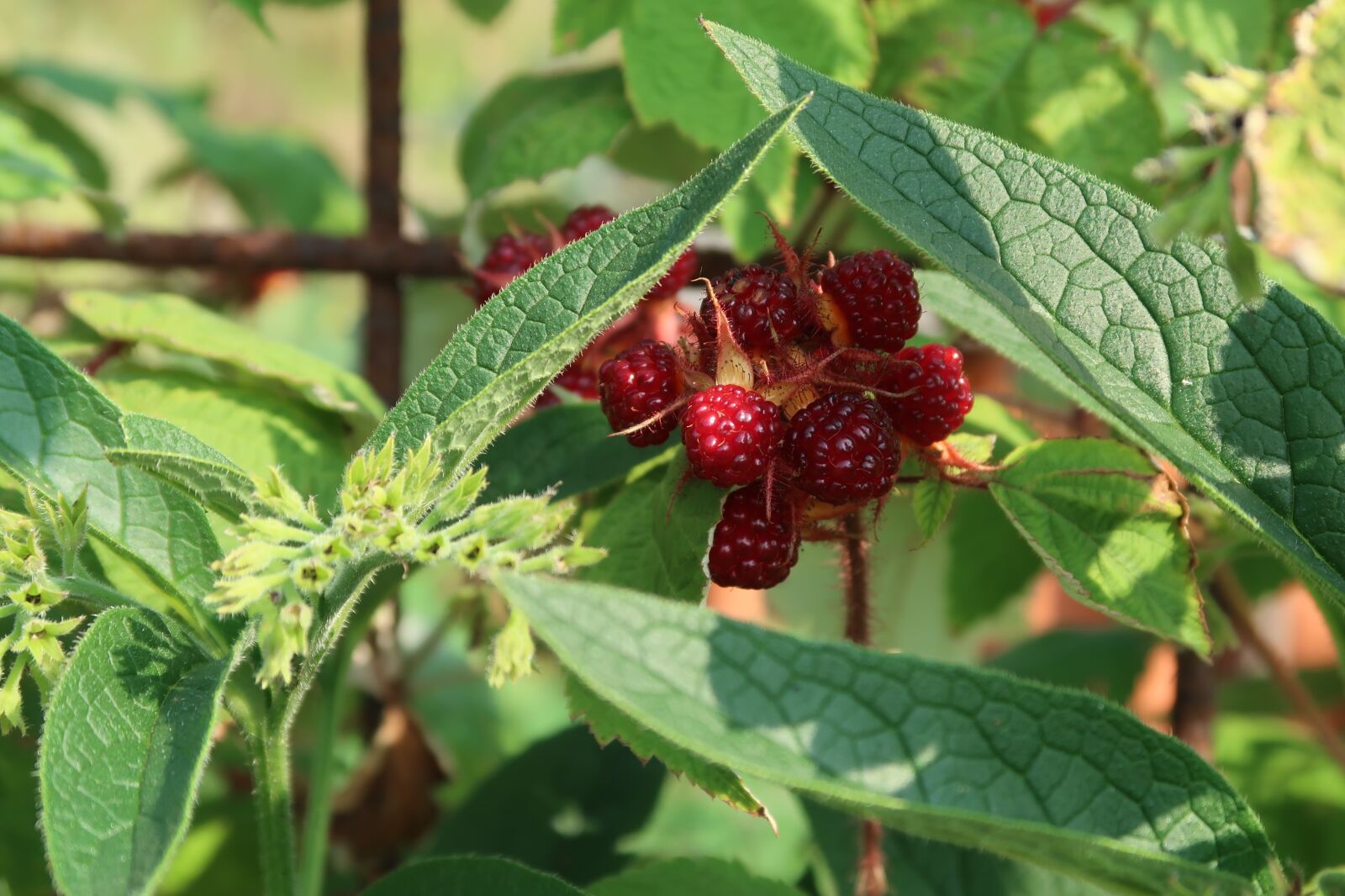 Canon PowerShot G7 X Mark II sample photo. Have, raspberry, japanese photography