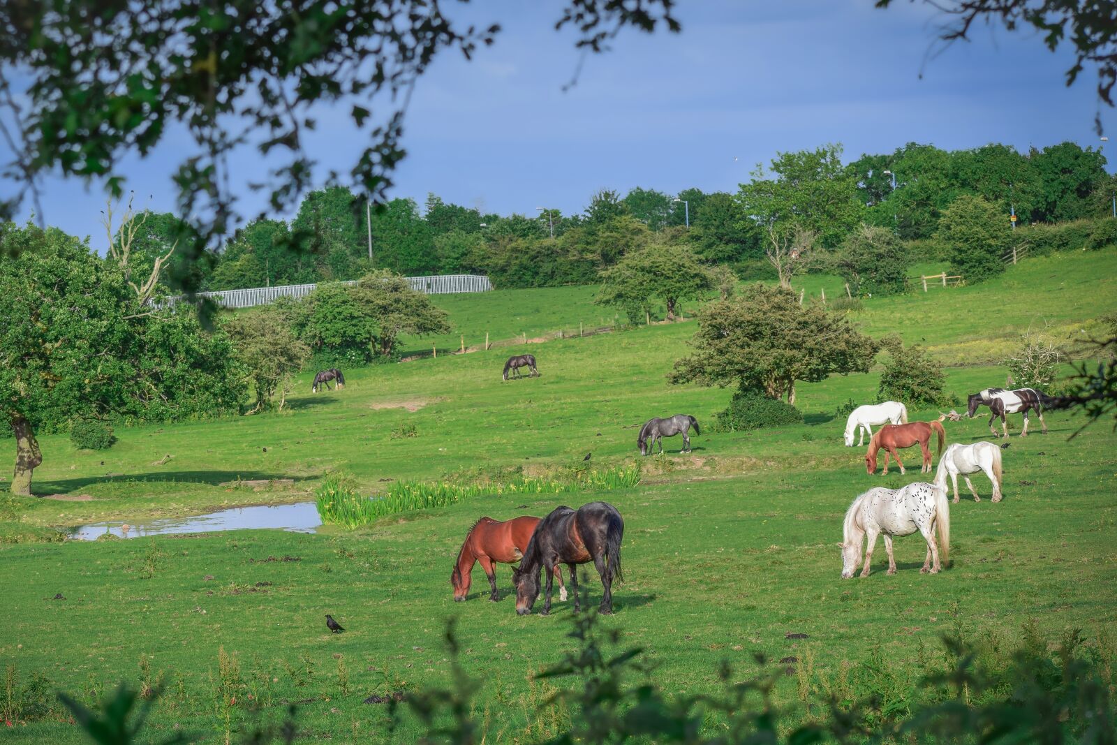 Nikon D3300 sample photo. Animals, brown horse, farm photography