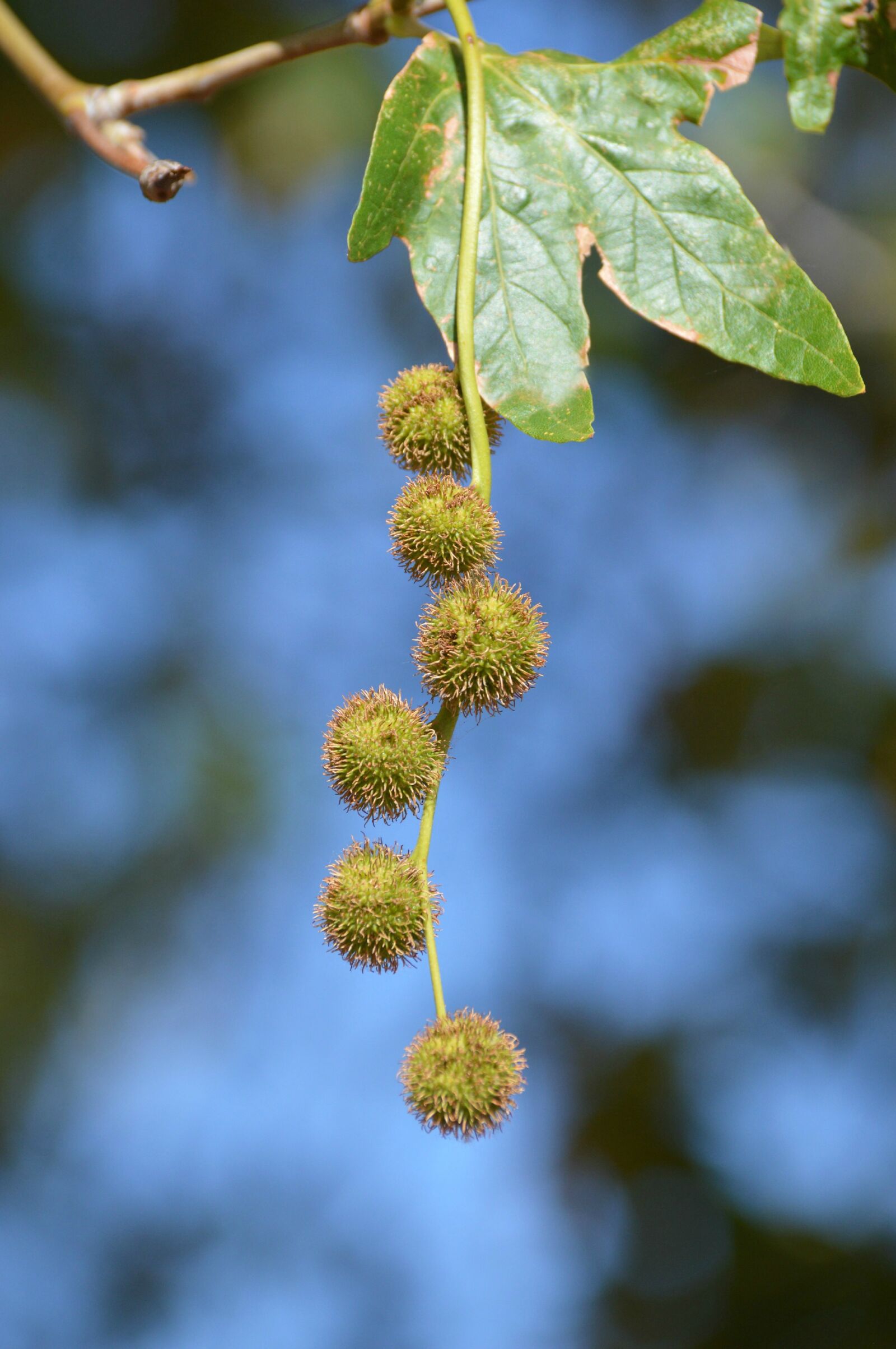 Nikon D3200 sample photo. Sycamore, tree, leaves photography
