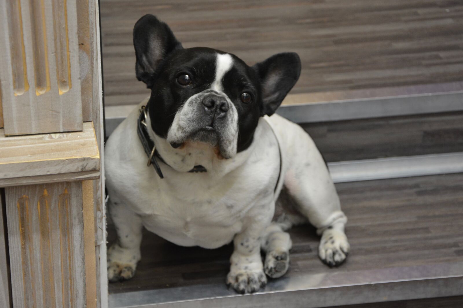 Nikon D5200 sample photo. Bulldog, french, french bulldog photography