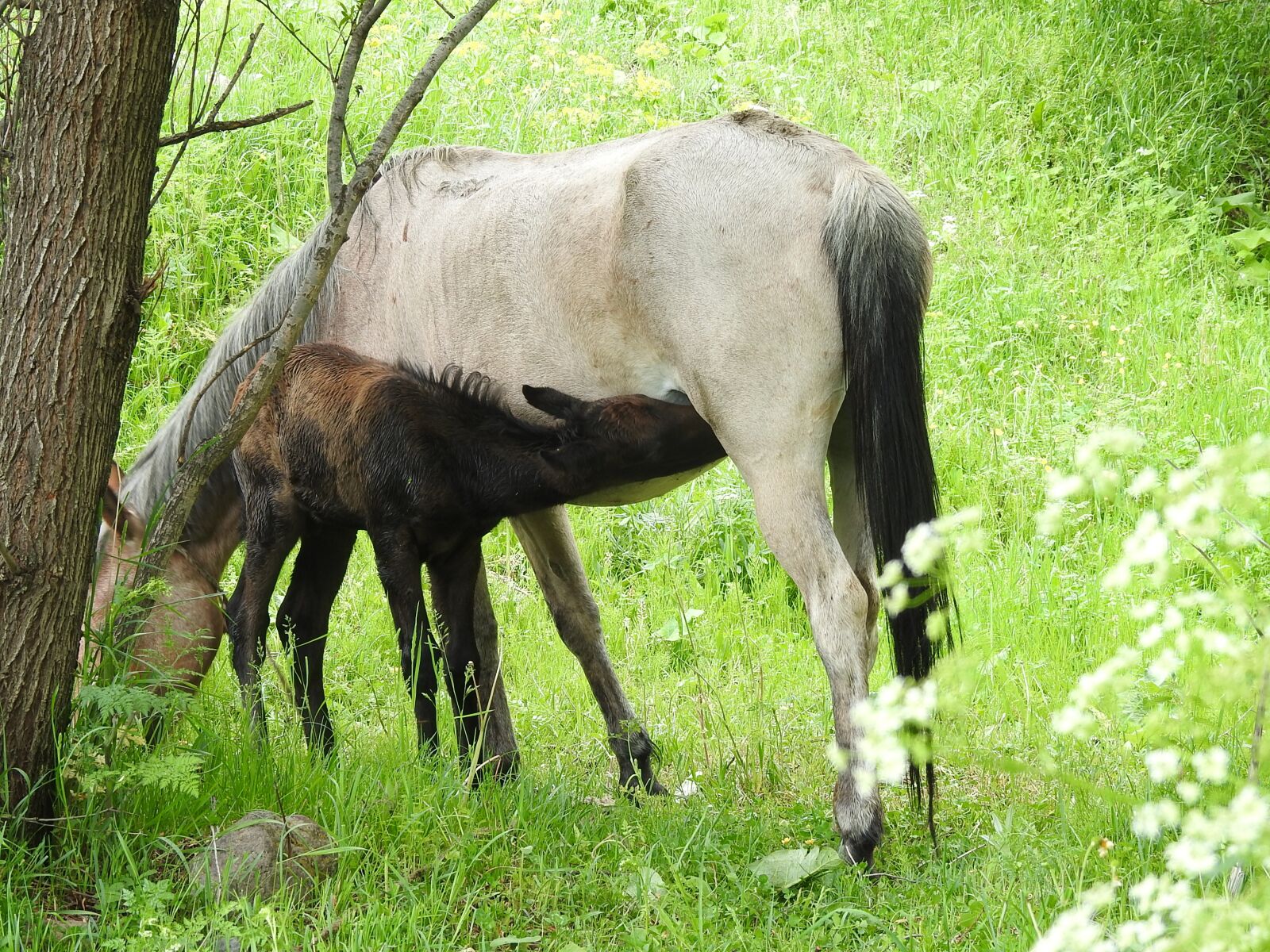 Nikon Coolpix P900 sample photo. Equine, nature, animal photography