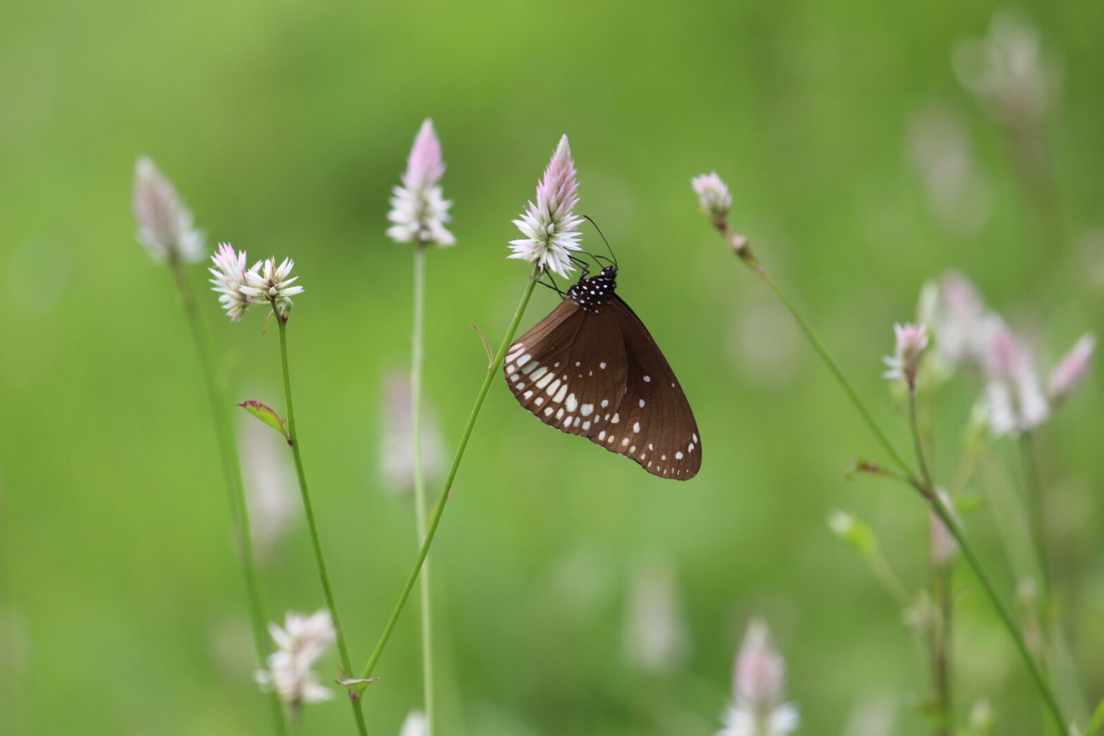 Canon EOS 700D (EOS Rebel T5i / EOS Kiss X7i) sample photo. Butterfly, caterpillar, nature photography