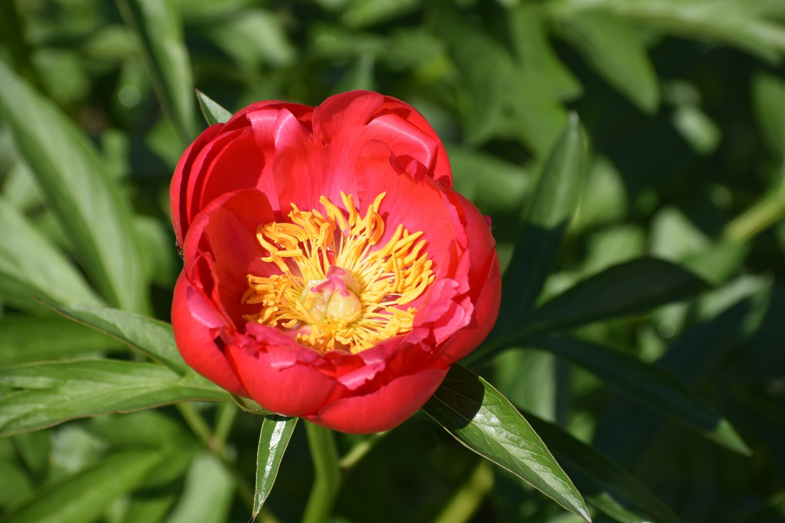 Nikon D3400 sample photo. Peony, bloom, flower photography