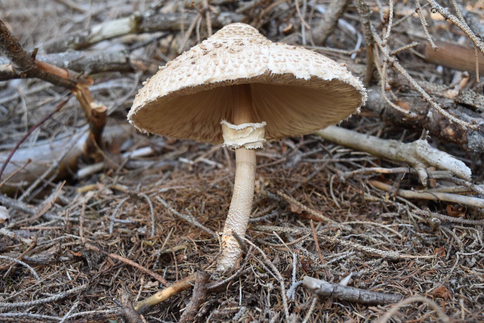 Nikon D5500 sample photo. Fungus, autumn, mushrooms photography