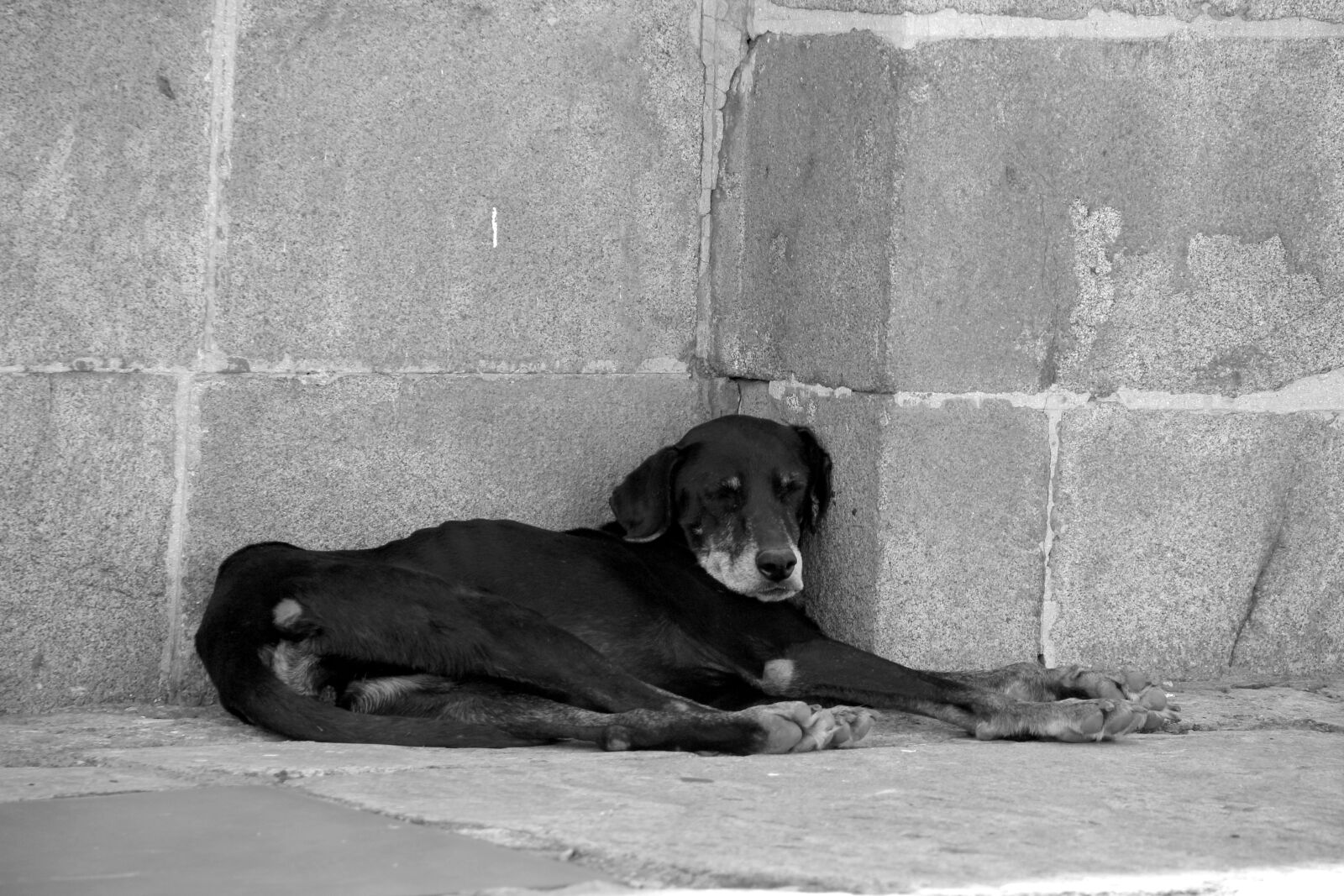 Canon EOS 600D (Rebel EOS T3i / EOS Kiss X5) + Canon EF-S 18-135mm F3.5-5.6 IS sample photo. Dog, monochrome, sleeping photography