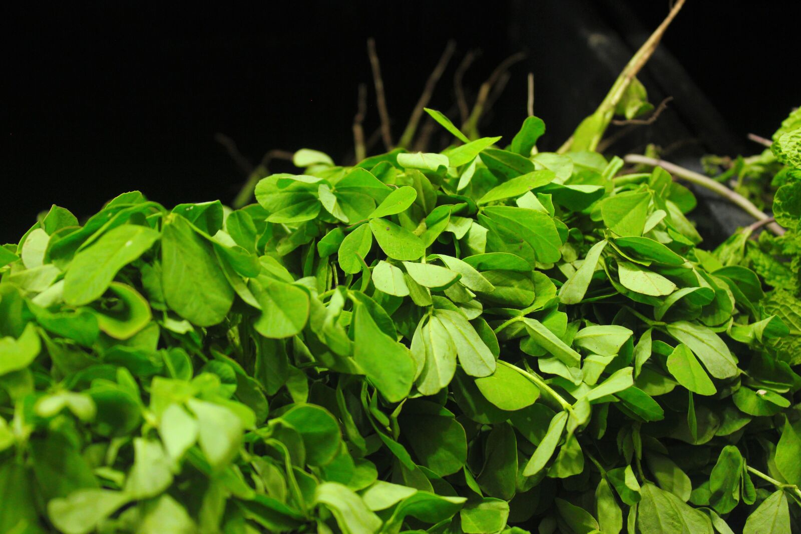 Canon EOS 550D (EOS Rebel T2i / EOS Kiss X4) sample photo. Fenugreek, methi, fresh photography