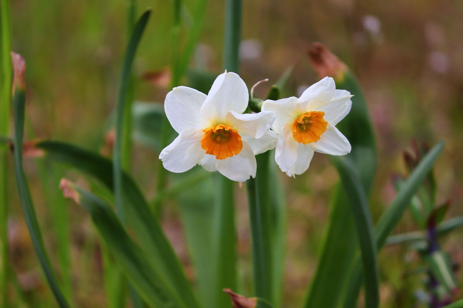 Canon EOS 200D (EOS Rebel SL2 / EOS Kiss X9) sample photo. Daffodils, pair, white photography