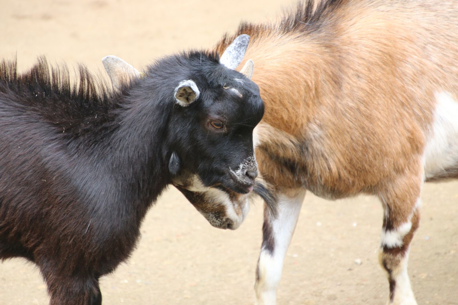 Canon EOS 70D sample photo. Goat, bock, billy goat photography