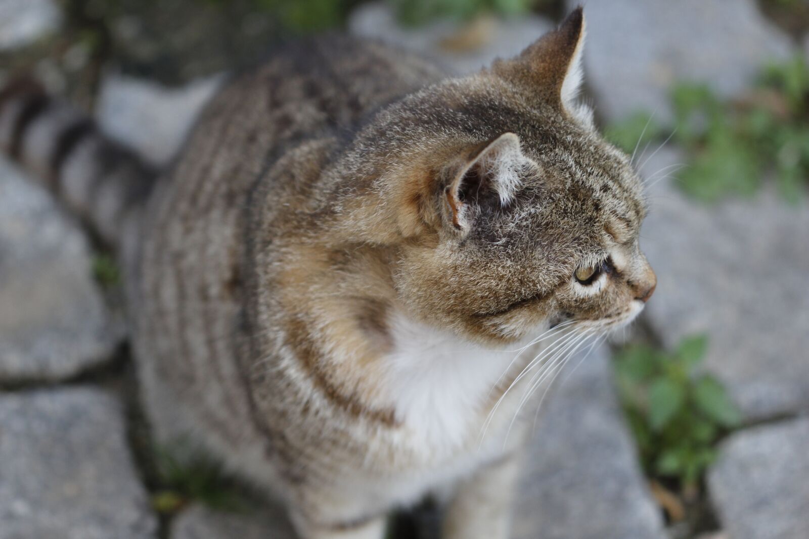 Canon EOS 550D (EOS Rebel T2i / EOS Kiss X4) sample photo. Cat, animal, animal portrait photography