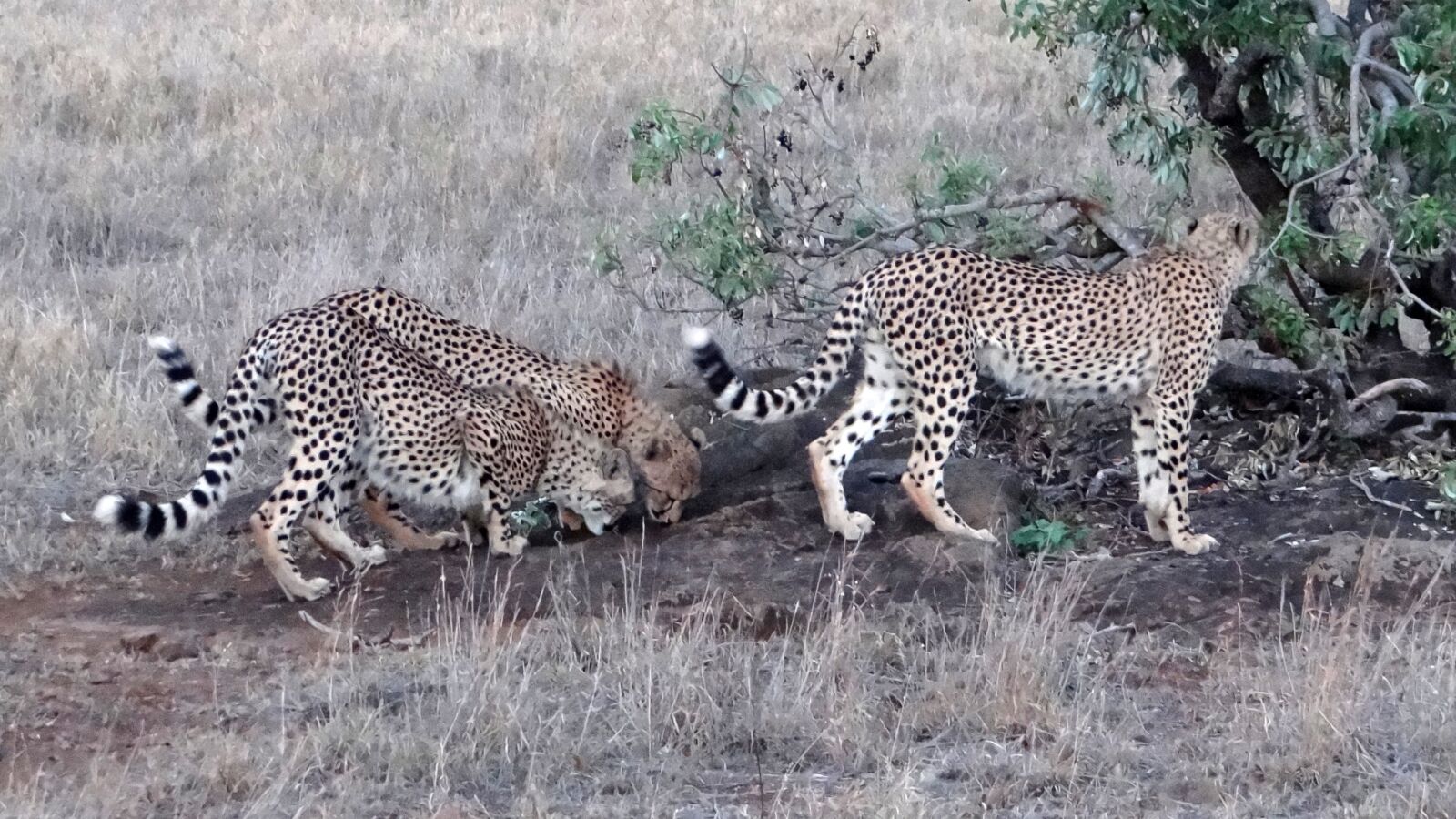 Sony Cyber-shot DSC-HX100V sample photo. Wildlife, africa, cheetah photography