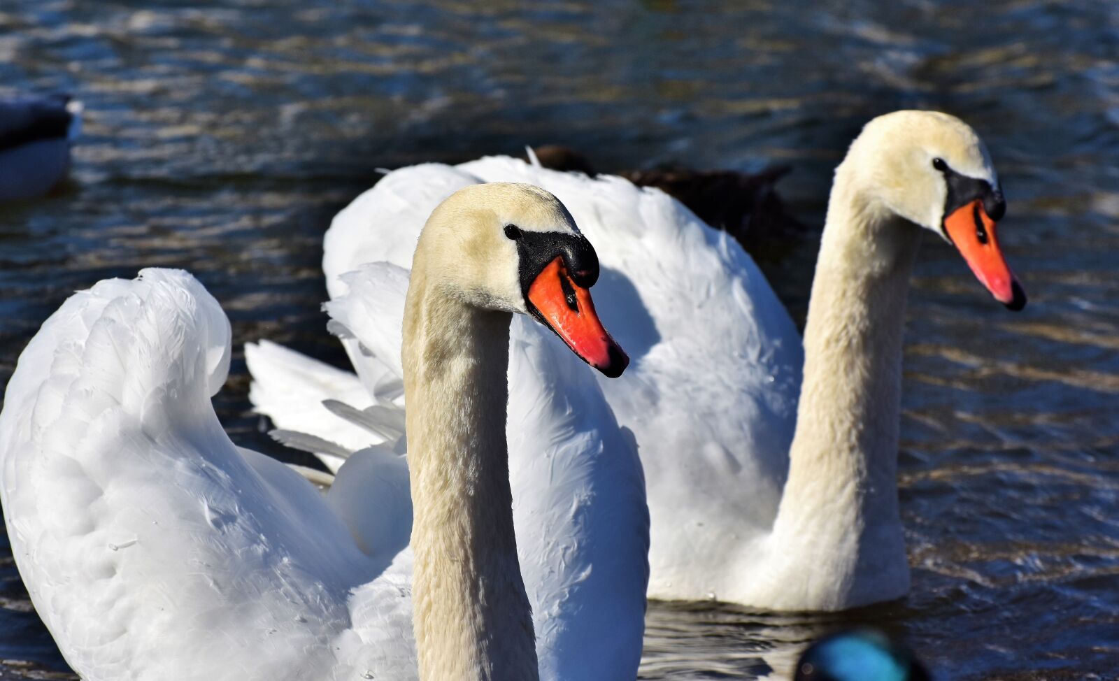 Nikon D7200 sample photo. Swan, water bird, schwimmvogel photography