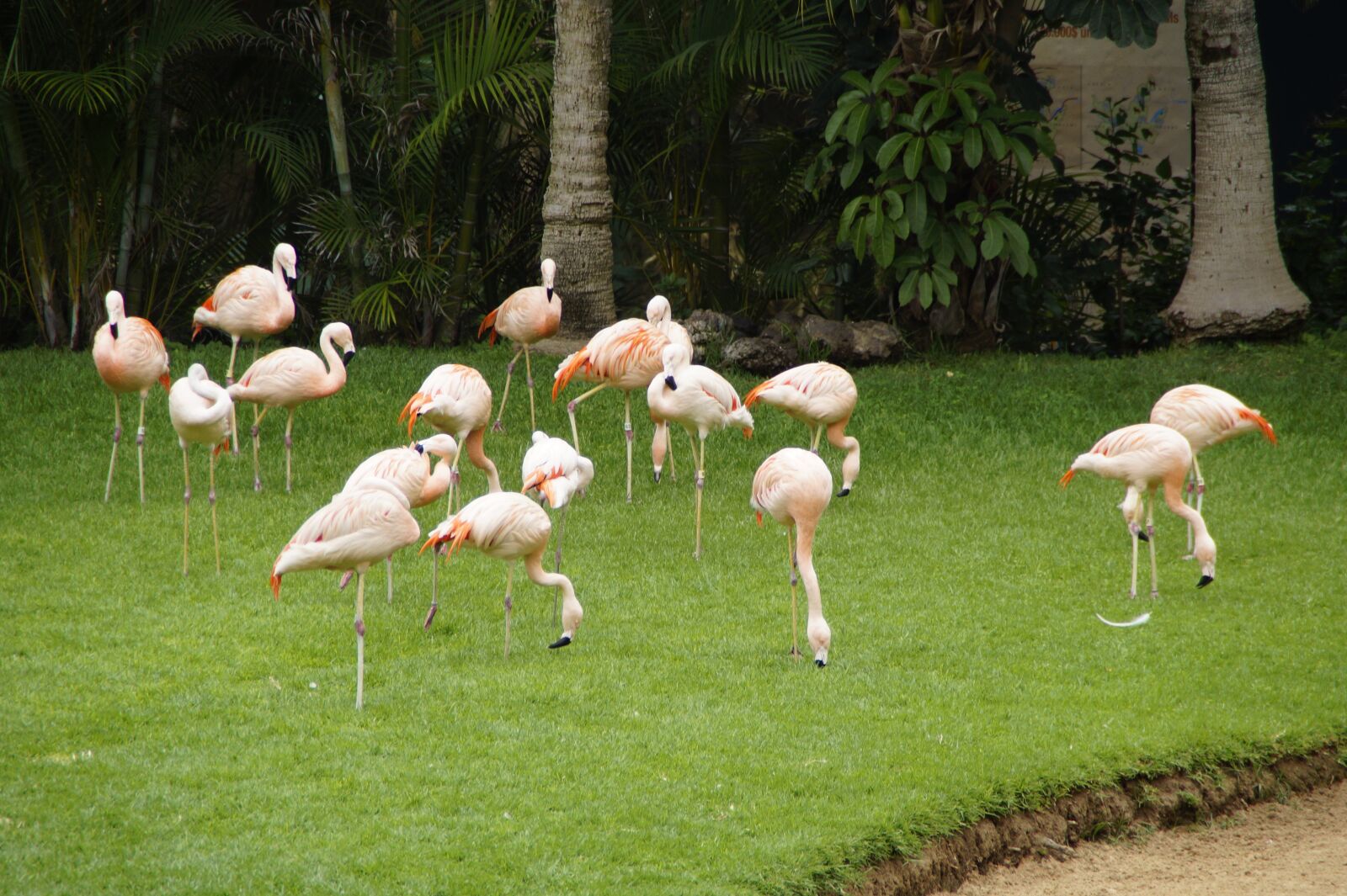 Sony SLT-A58 sample photo. Flamingos, pink flamingos, birds photography