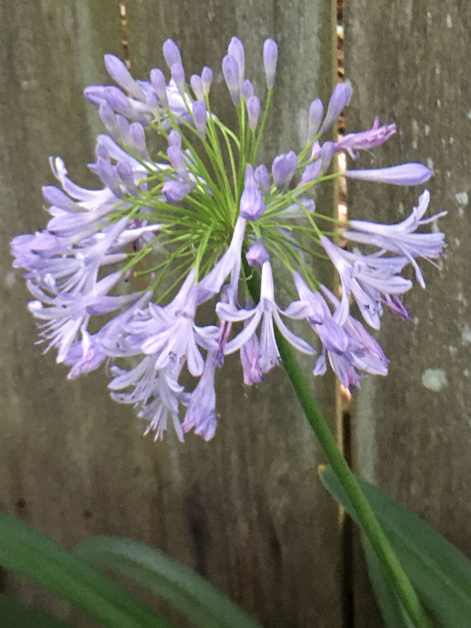 Apple iPhone 6s sample photo. Lush, garden, flower photography