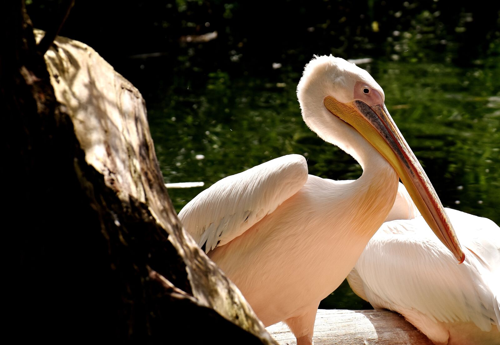 Nikon D7200 sample photo. Pelikan, bird, bill photography