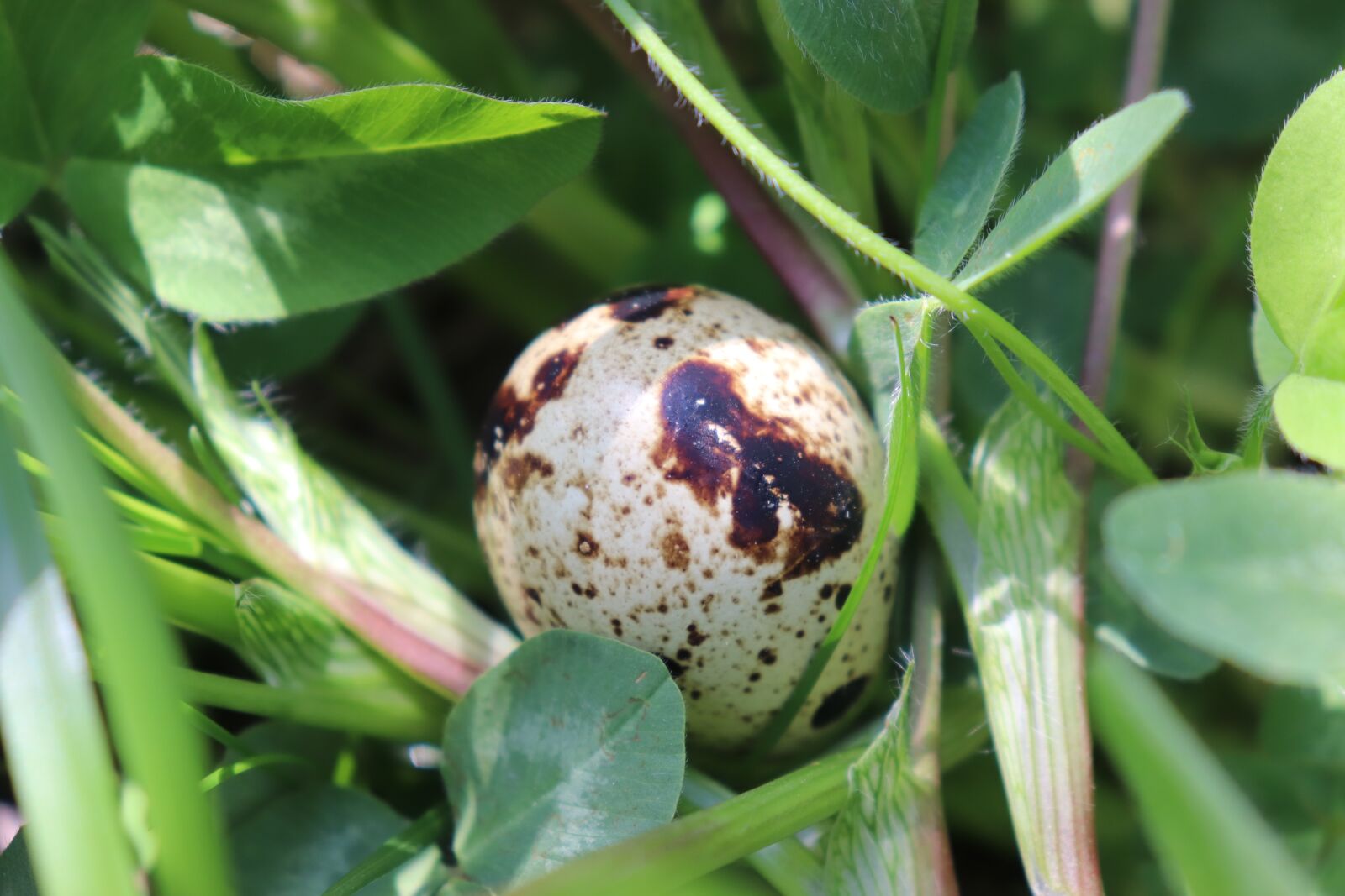 Canon EOS 200D (EOS Rebel SL2 / EOS Kiss X9) sample photo. Quail, egg, quail eggs photography