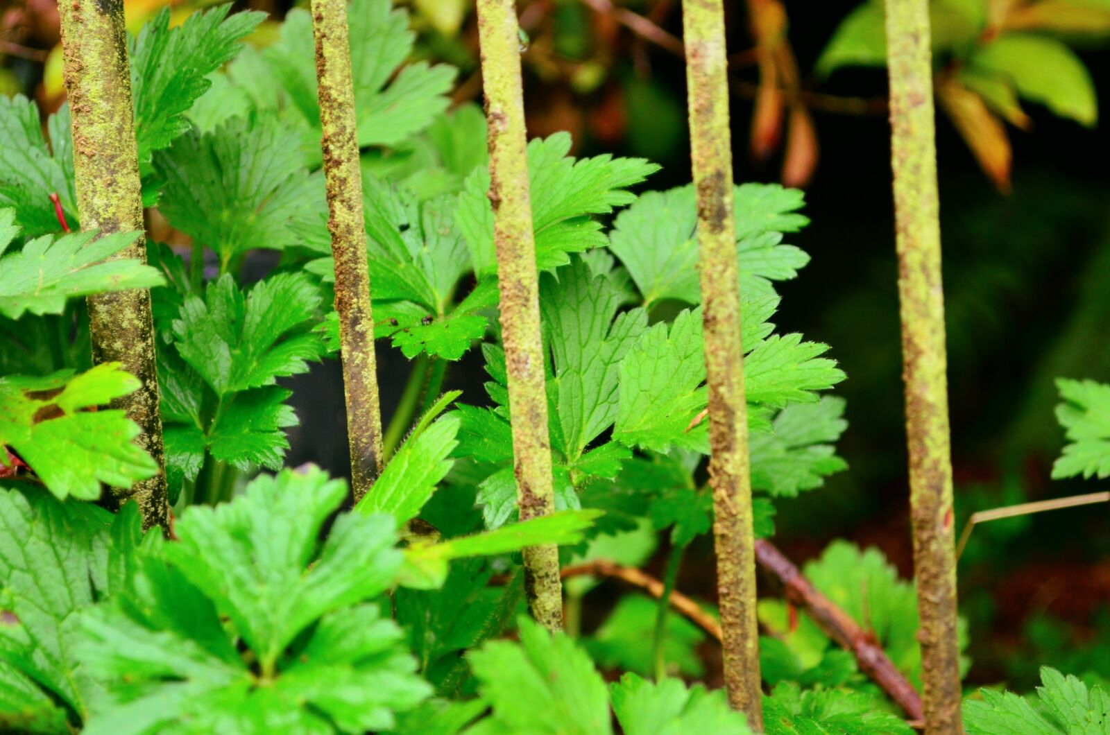 Nikon D5100 sample photo. Green, garden, nature photography