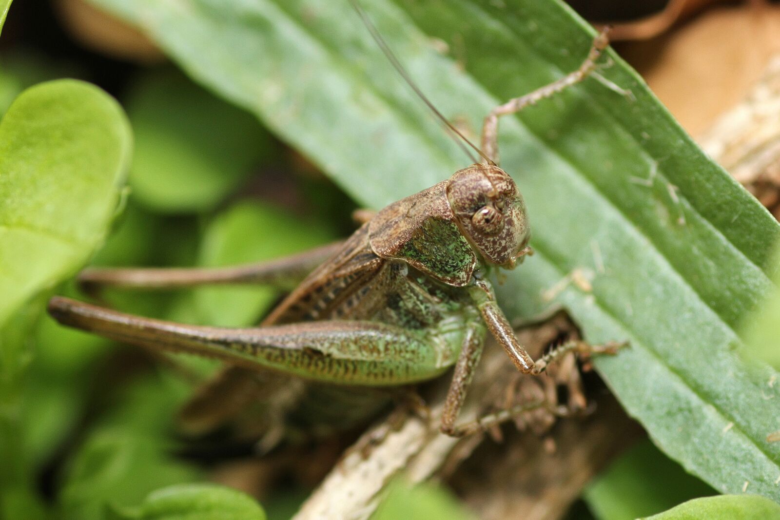 Canon EOS 60D sample photo. Grasshopper, camouflage, green photography