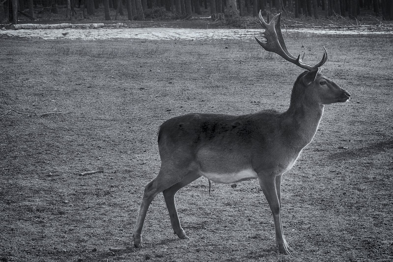 Nikon Coolpix P900 sample photo. Hirsch, mammal, animal world photography