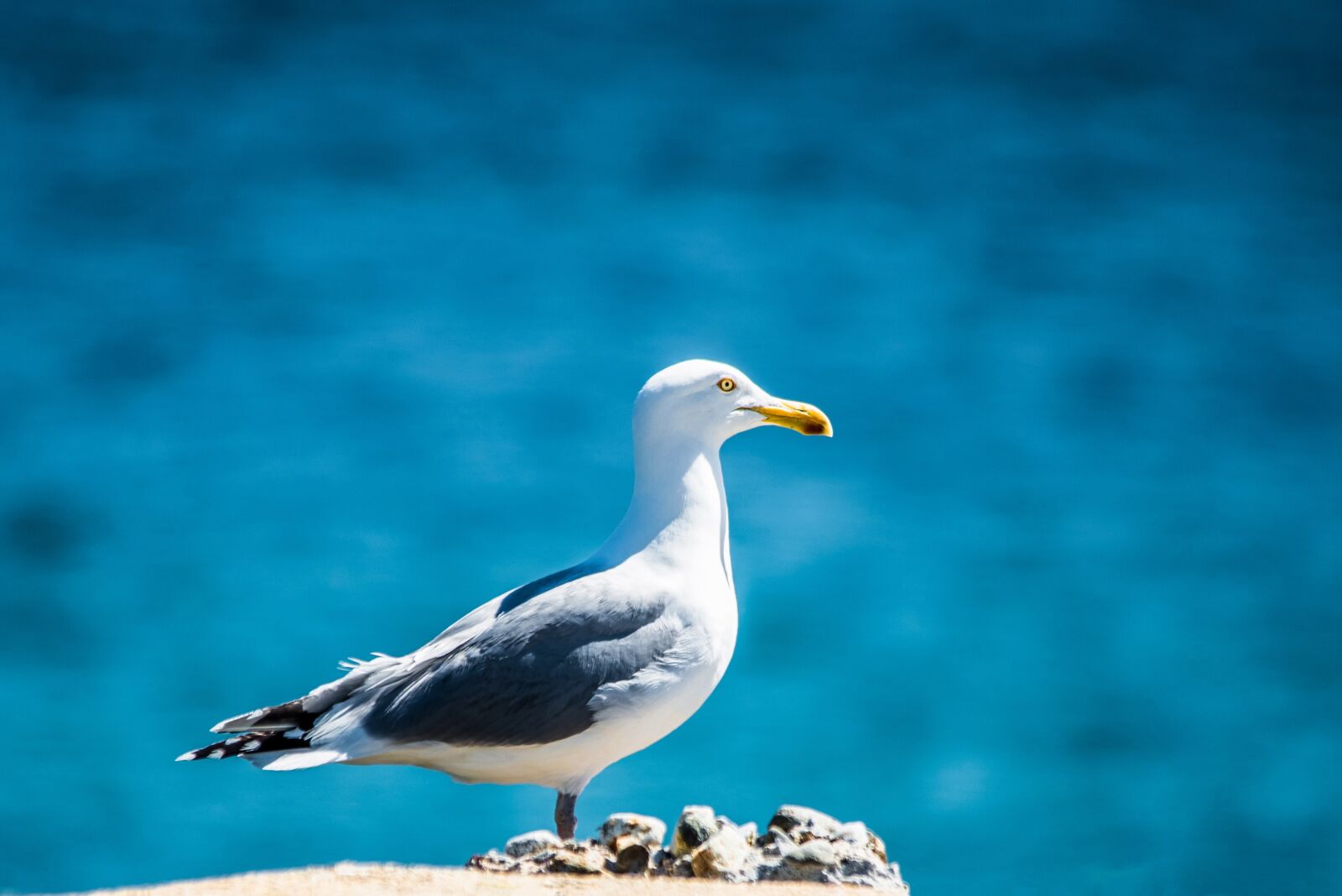 Nikon D800 sample photo. Seagull, gull, bird photography