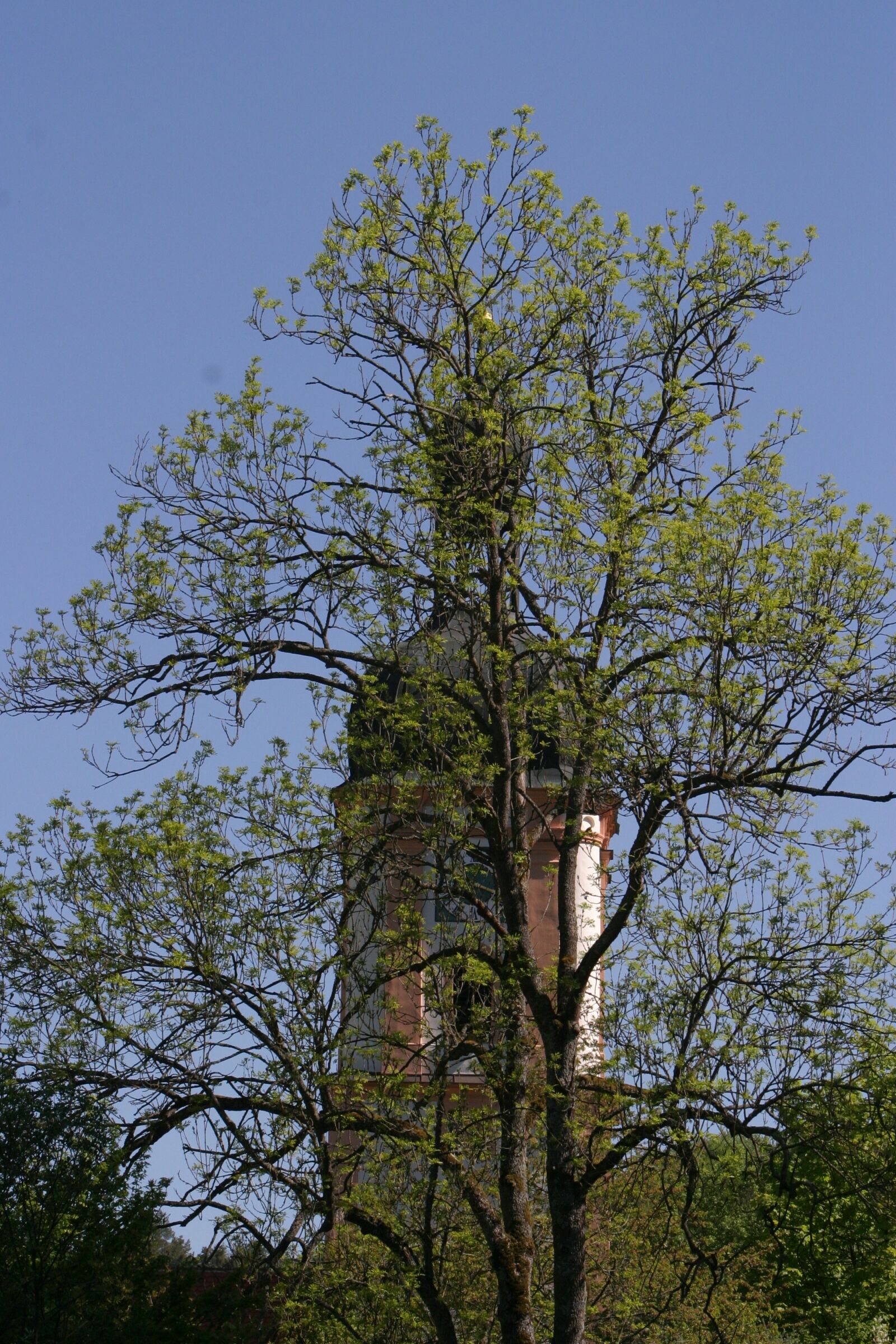Canon EOS 10D sample photo. Church, spring, trees photography