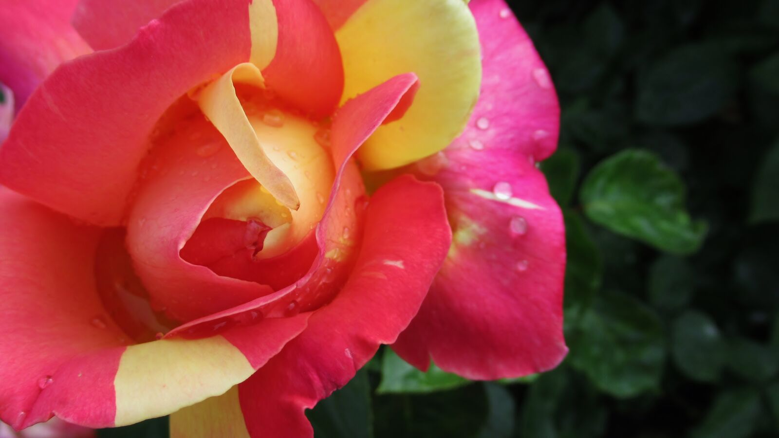 Canon PowerShot SX620 HS sample photo. Rose, flower, nature photography