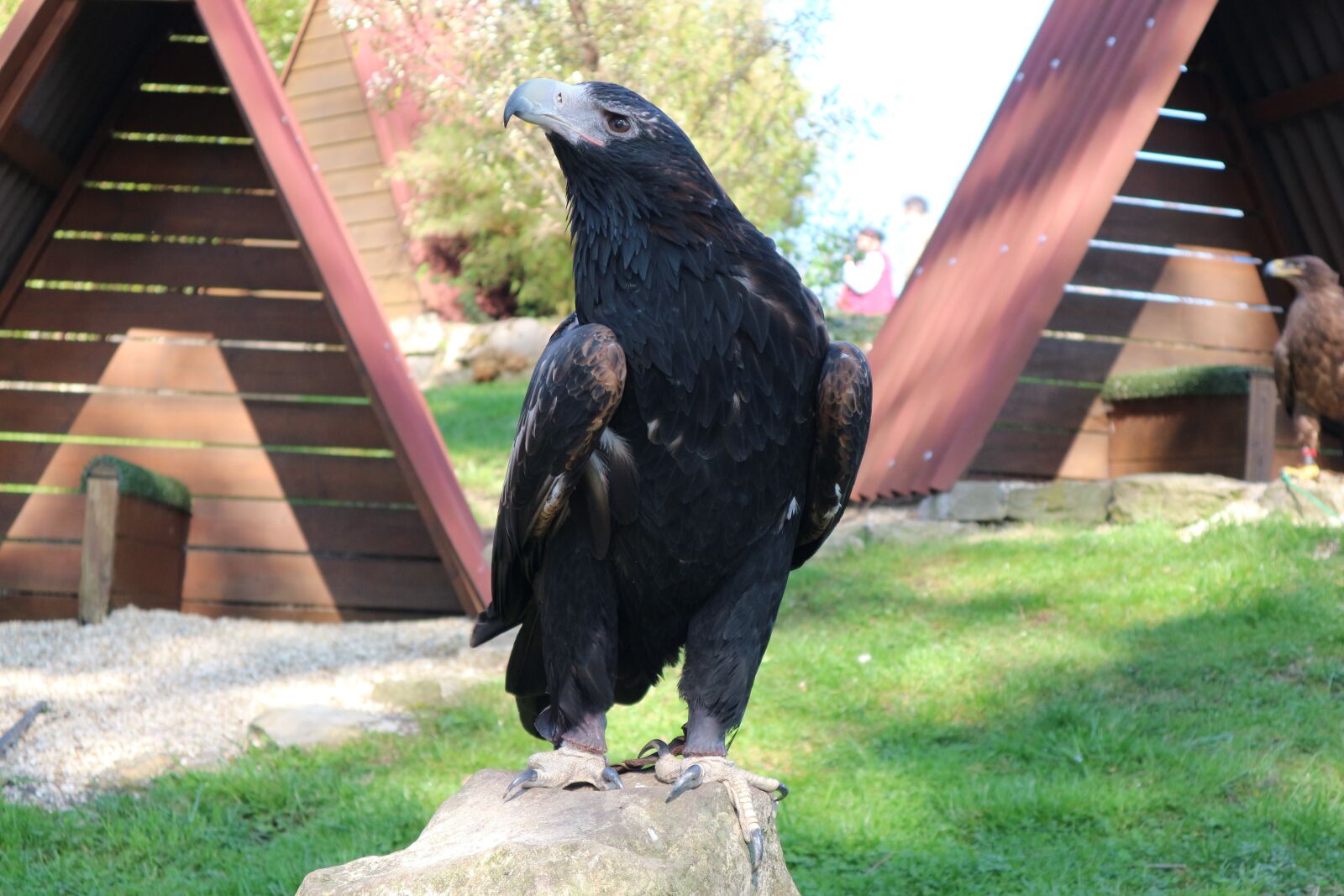 Canon EOS M10 sample photo. Adler, eagles waiting in photography
