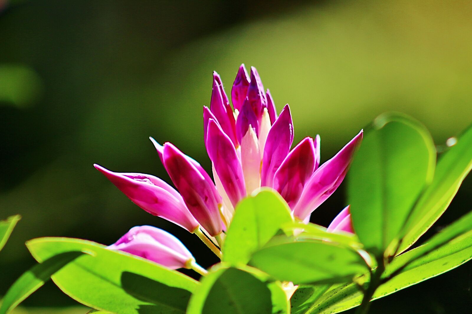 Canon EOS 650D (EOS Rebel T4i / EOS Kiss X6i) sample photo. Spring, flower, spring flowers photography