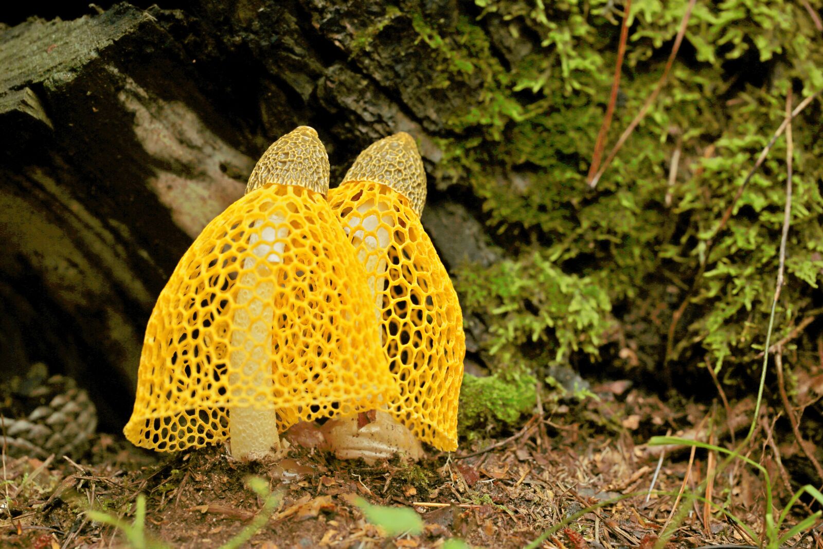 Canon EF 100mm F2.8L Macro IS USM sample photo. Mushroom mantle, mushroom, dictyophora photography