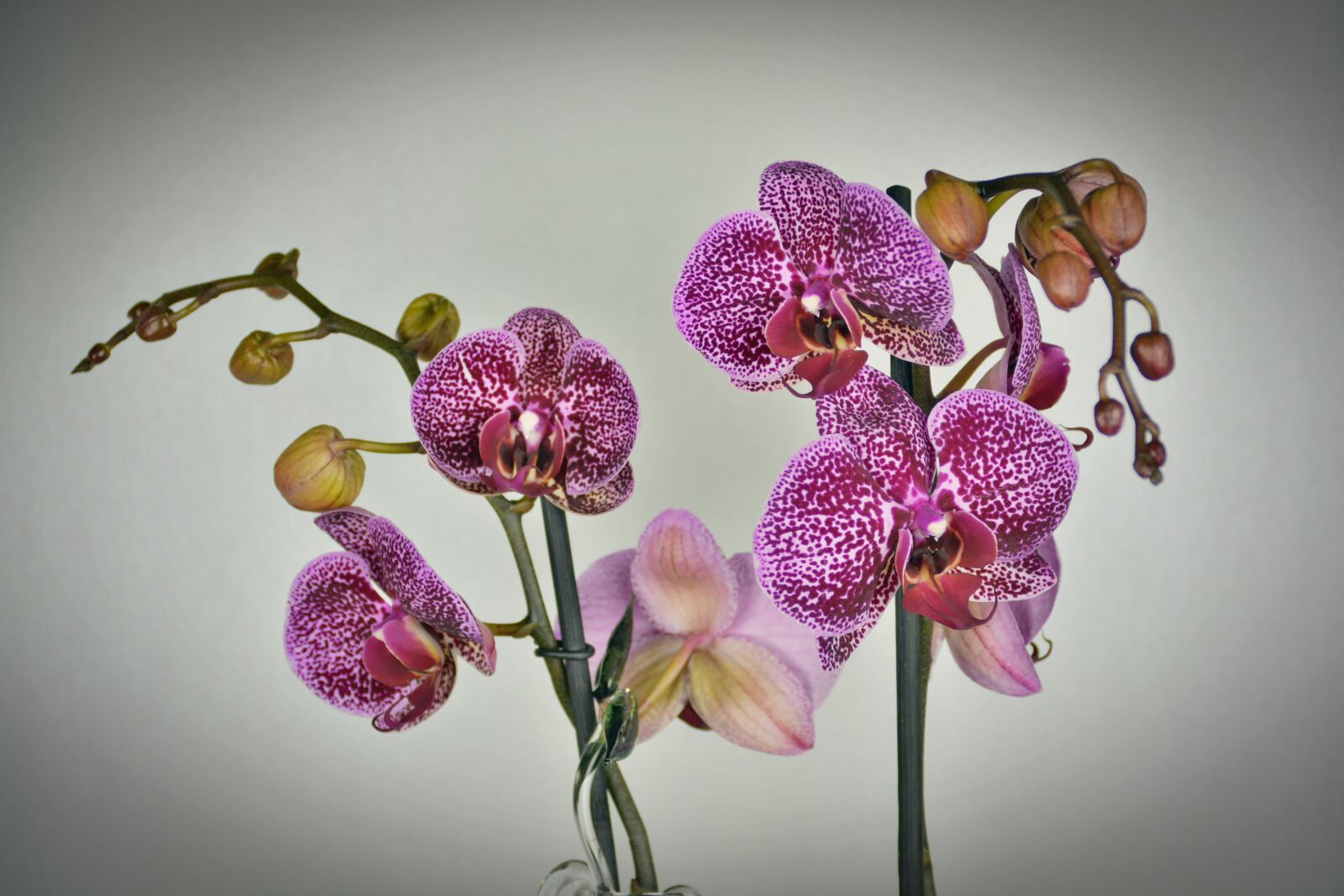 Nikon D5200 sample photo. Orchid, flower, blossom photography
