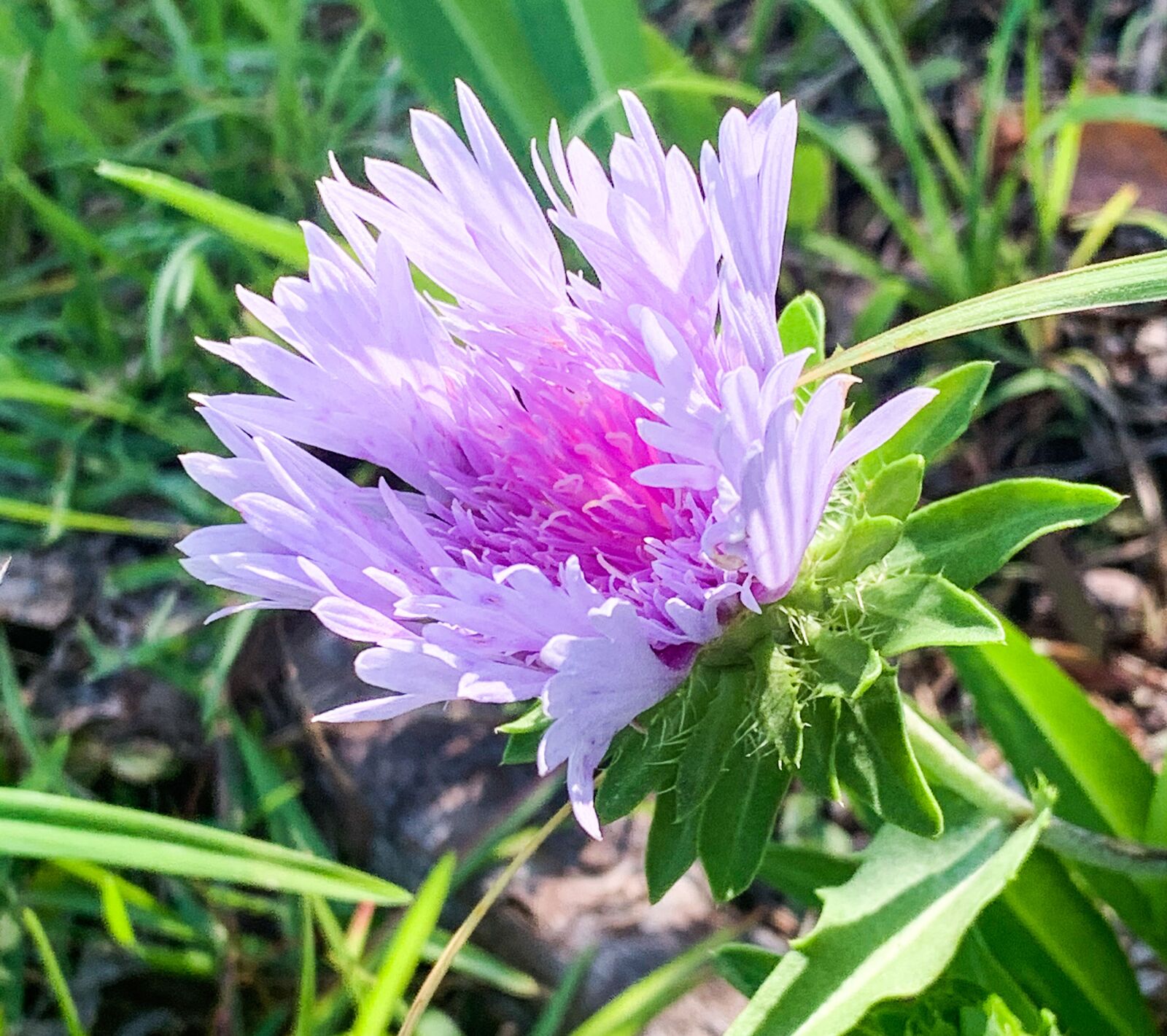 iPhone XS Max back dual camera 4.25mm f/1.8 sample photo. Flower, stokes aster, pretty photography