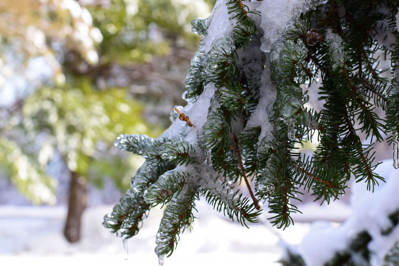Nikon D5300 sample photo. Tree, winter, fir photography