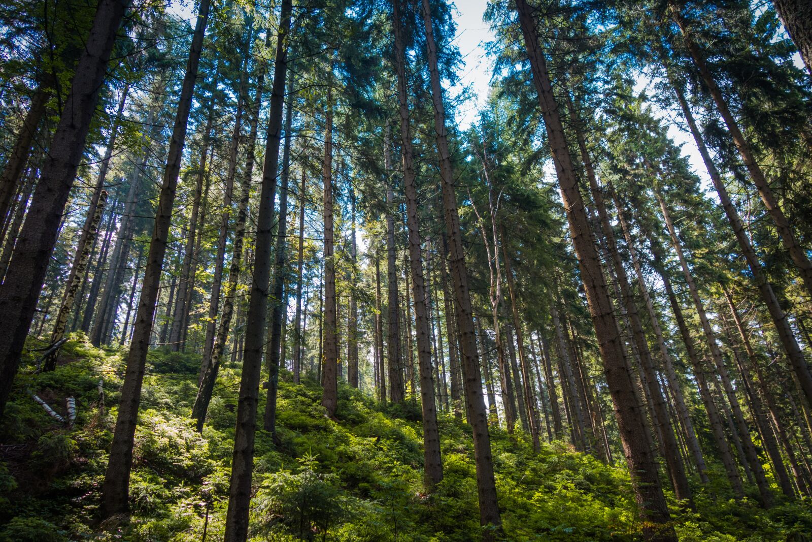 Sony Cyber-shot DSC-RX100 II sample photo. Forest, nature, trees photography