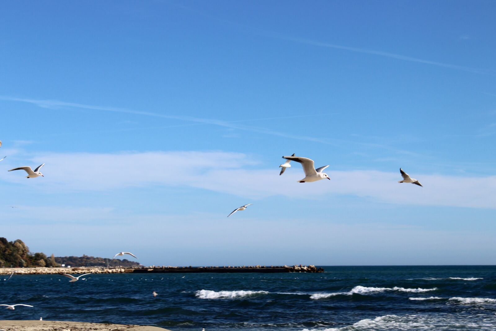 Canon EOS 1300D (EOS Rebel T6 / EOS Kiss X80) sample photo. Black sea, seagulls, fly photography