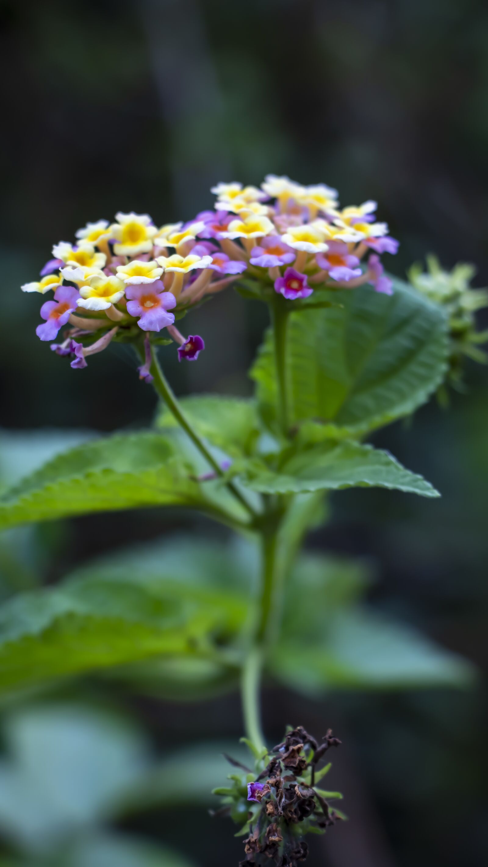 Canon EF-S 18-135mm F3.5-5.6 IS USM sample photo. Flower, green, garden photography