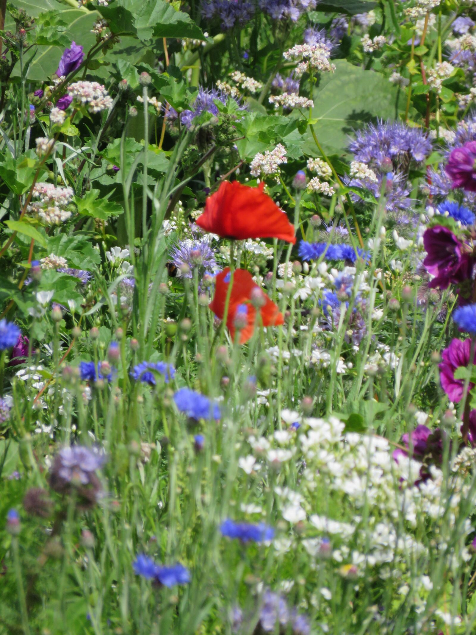 Canon PowerShot SX60 HS sample photo. Flowers, field, summer photography