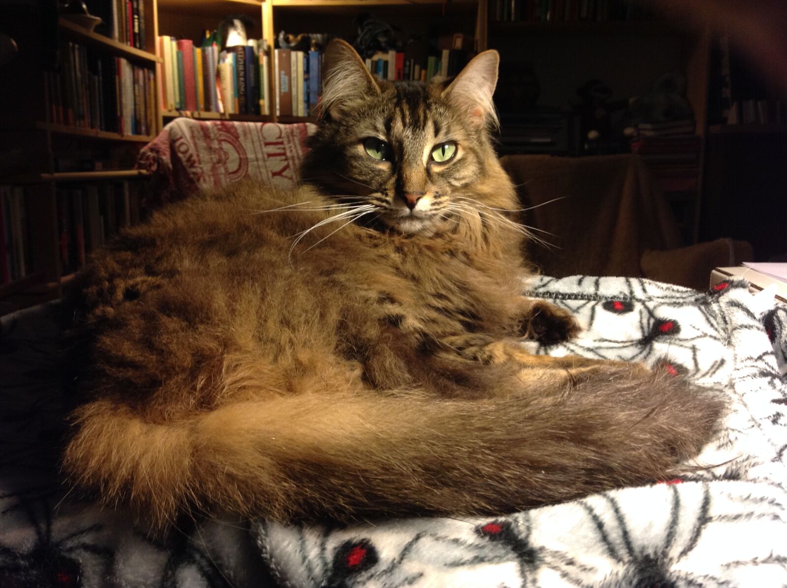 Apple iPad sample photo. Cat, fur, laying photography
