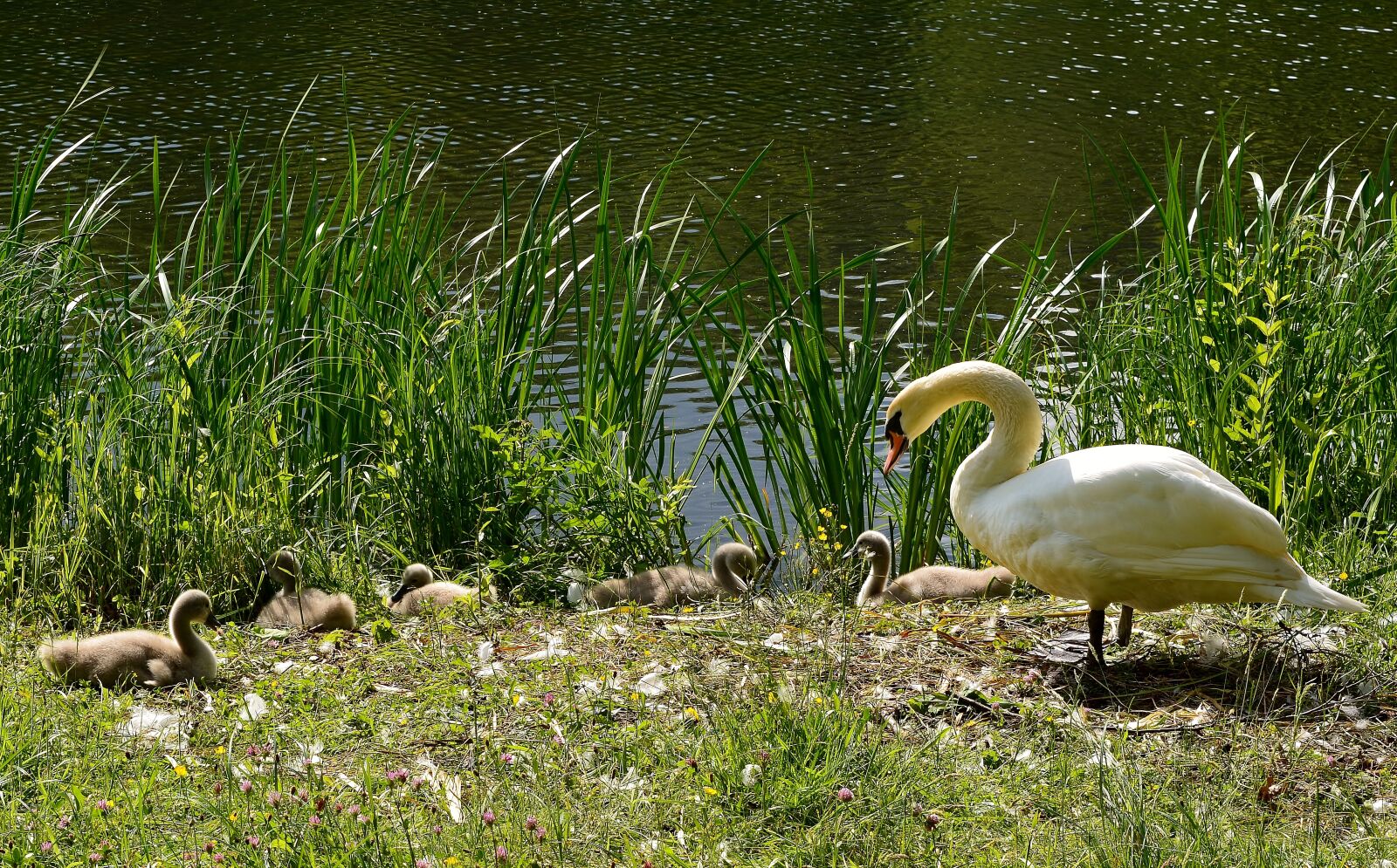 Nikon D5200 sample photo. Swan, greizer park, thuringia photography