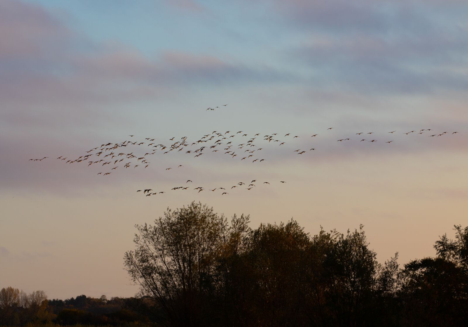 Canon EOS 7D Mark II + Canon EF 70-200mm F4L USM sample photo. Flying geese, flock of photography