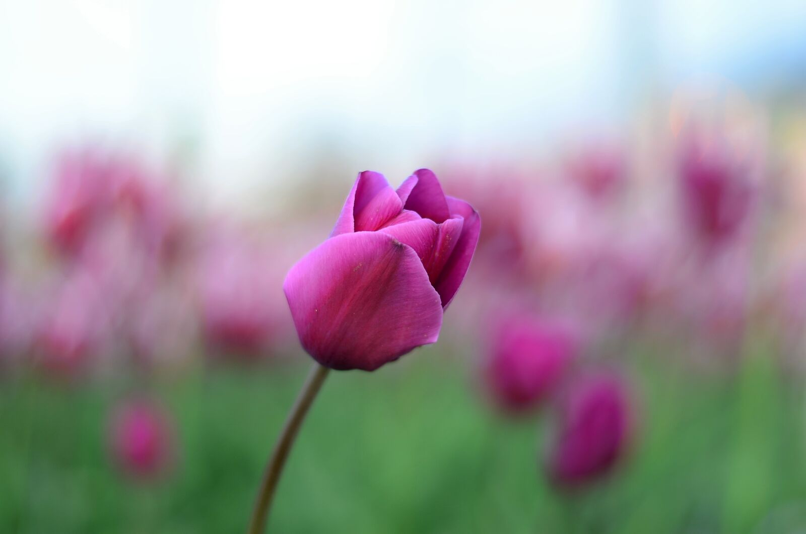 Nikon D5100 sample photo. Tulips, flower, macro photography