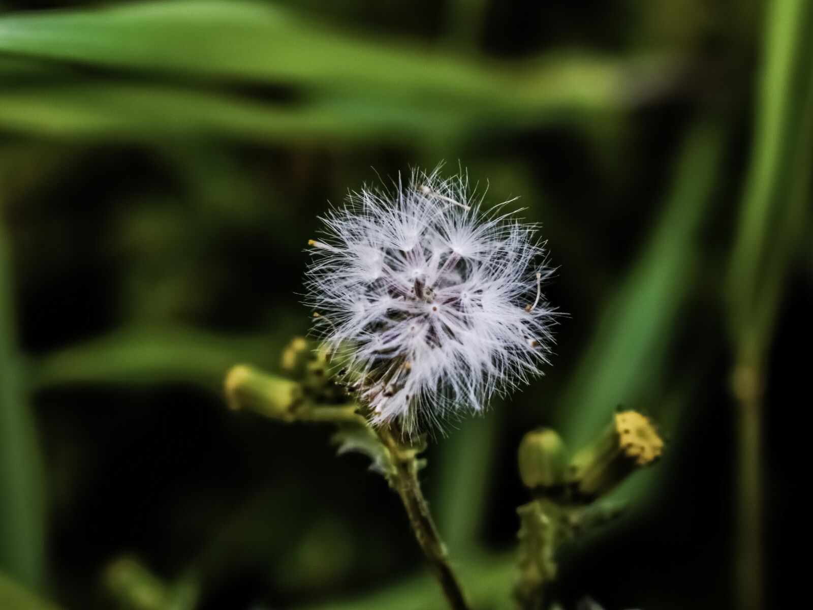 Nikon D3300 sample photo. Flower, flora, nature photography
