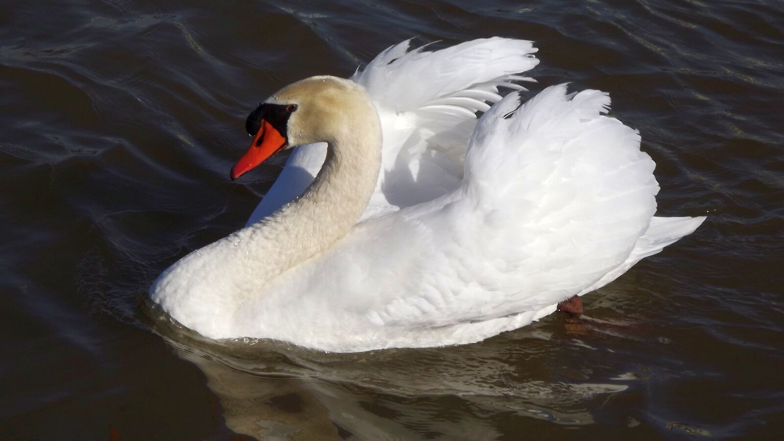 Fujifilm FinePix S3400 sample photo. White swan, lake, bird photography