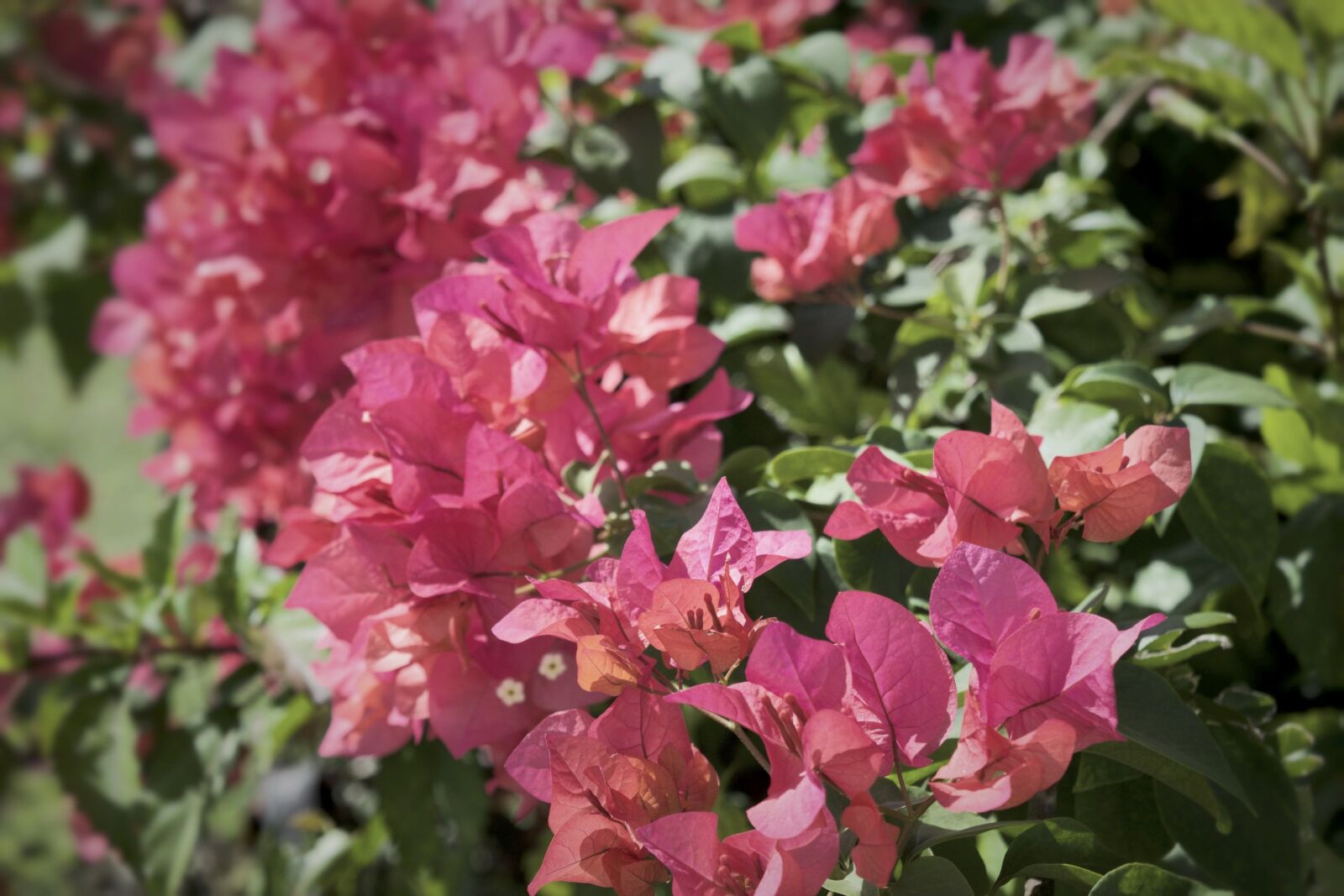 Nikon D3300 sample photo. Nature, flowers, watercolors photography