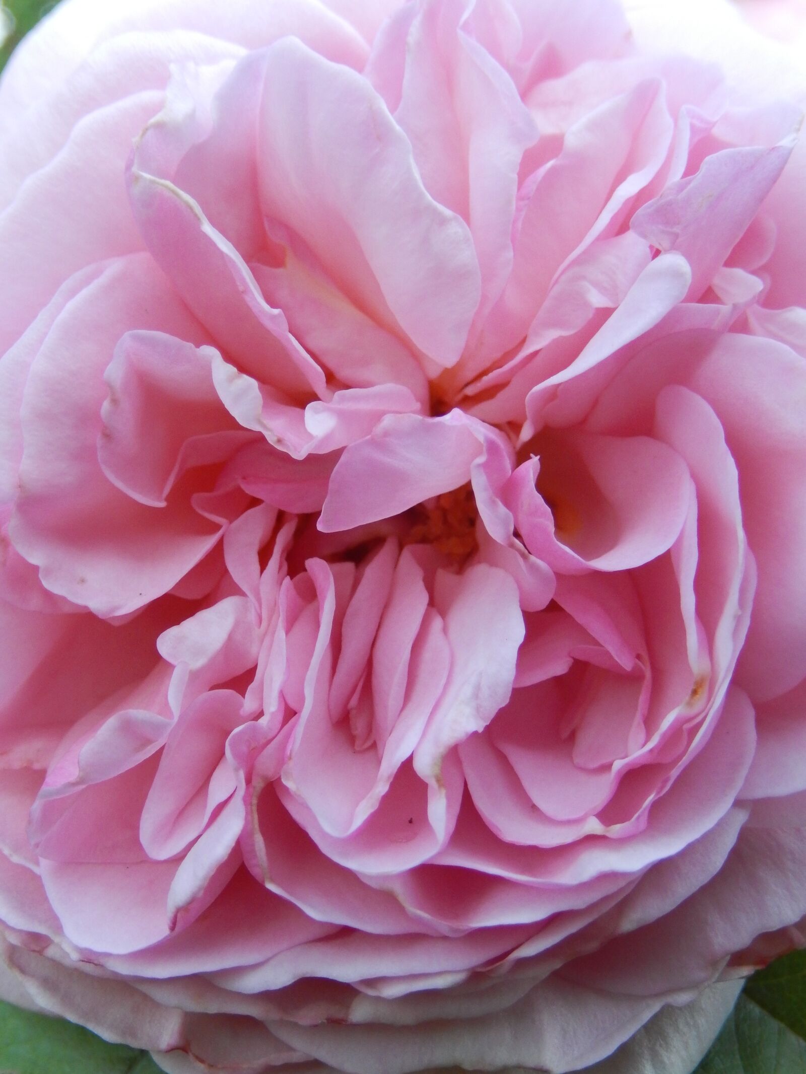 Nikon COOLPIX S9600 sample photo. Pink, rose petals, flower photography