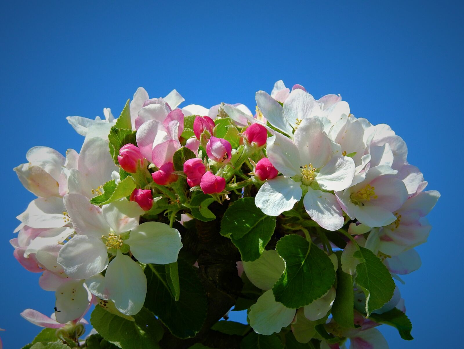 Nikon Coolpix P900 sample photo. Apple flower, nature, plant photography