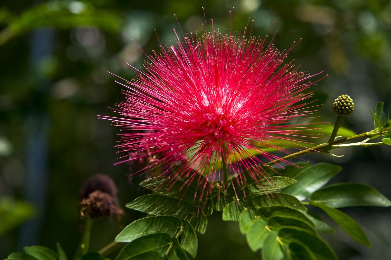 Canon EOS 20D sample photo. Flower, red, beautiful photography