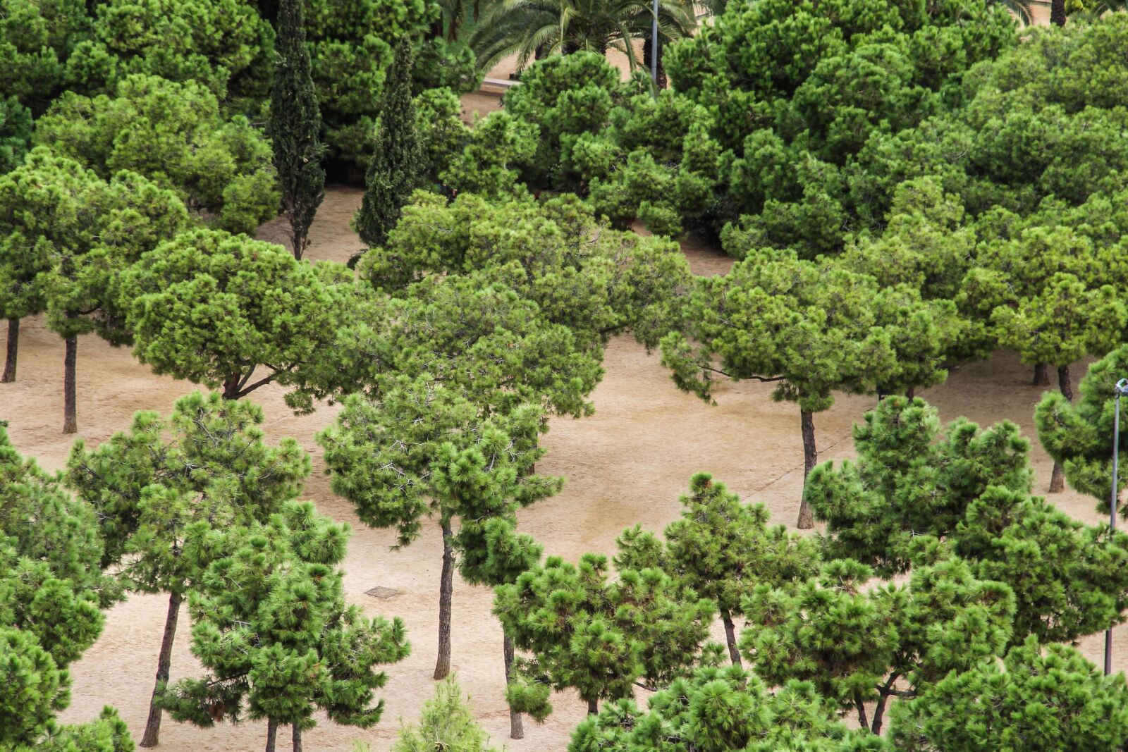 Canon EOS 7D sample photo. Park, tree, plant, water photography