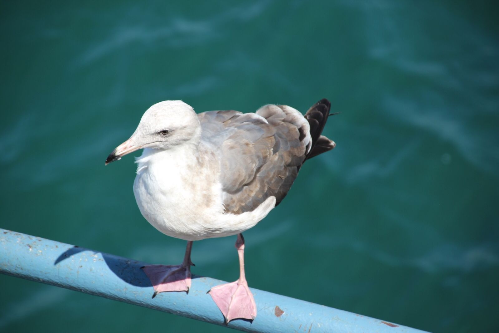 Canon EOS 600D (Rebel EOS T3i / EOS Kiss X5) sample photo. Seagull, bird, animal photography