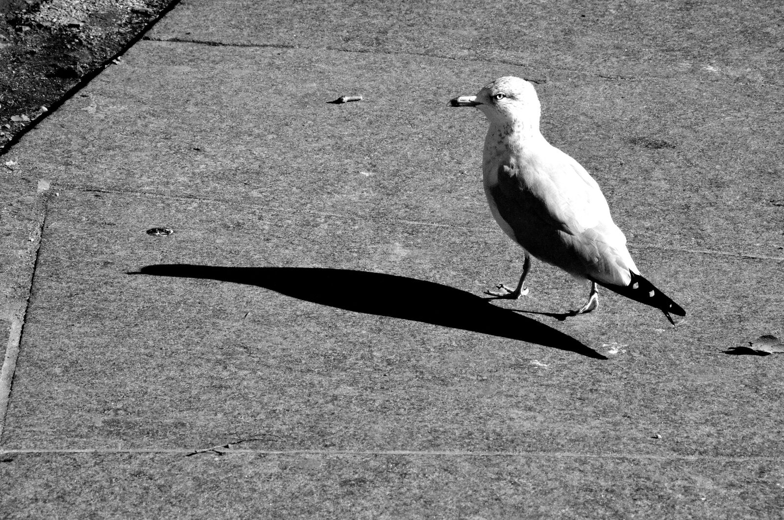 Nikon D7000 sample photo. Seagull, bird, gull photography