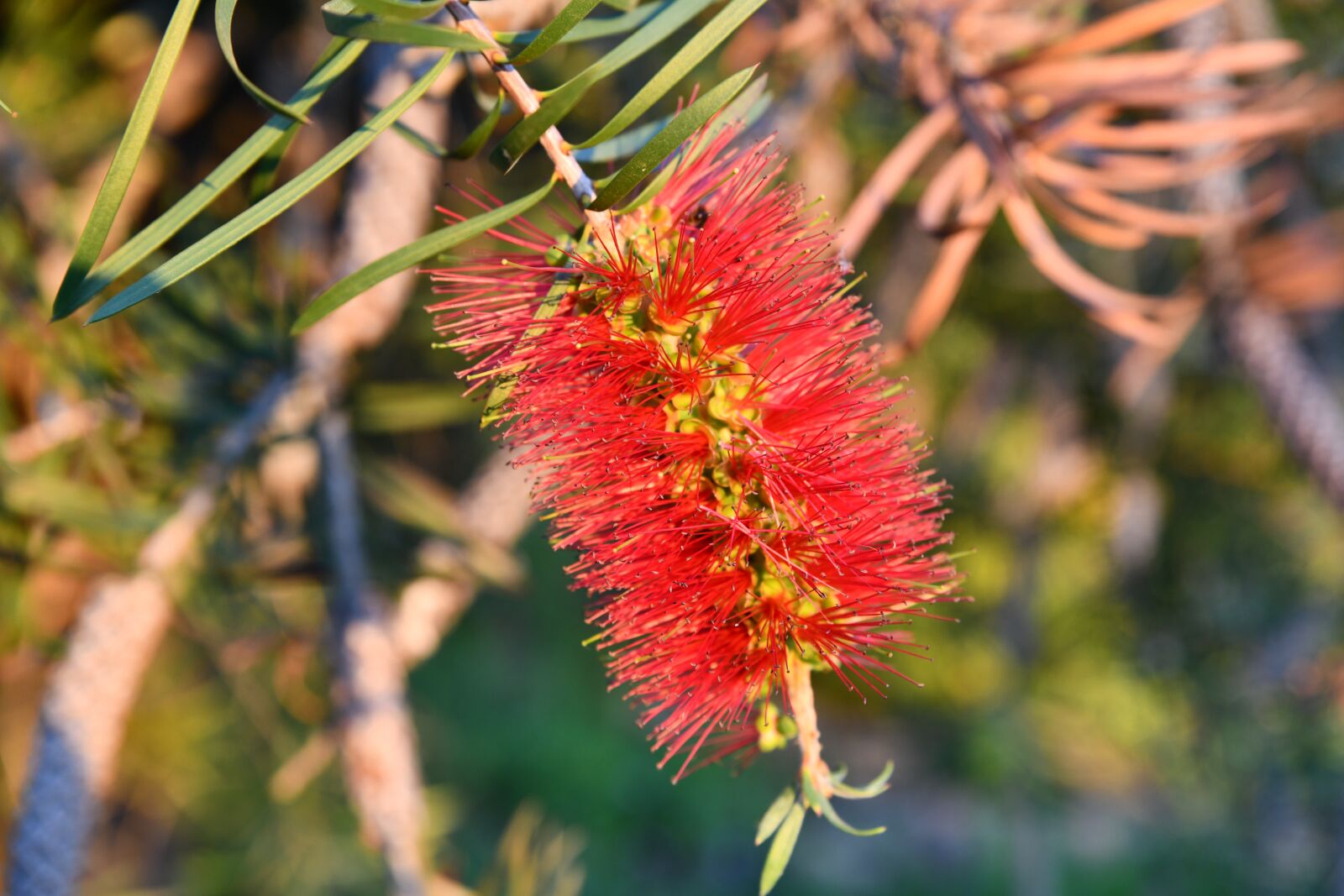 Nikon D850 sample photo. Portugal, flower, plant photography